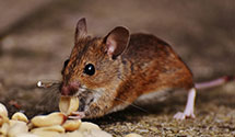 24 Hour & Emergency Exterminators in Las Vegas, NM